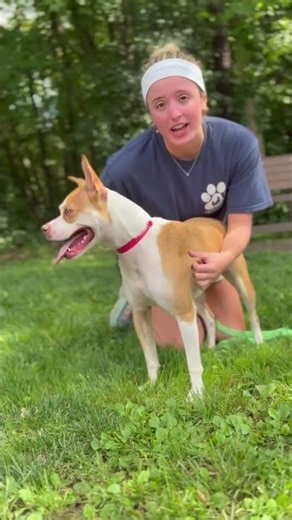 Adopt Lexi | Animal Orphanage | Dogs & Cats for Adoption | #aonj