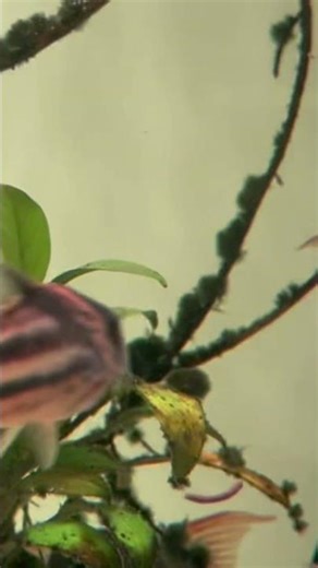 Corydoras Concolor SuperHighfin