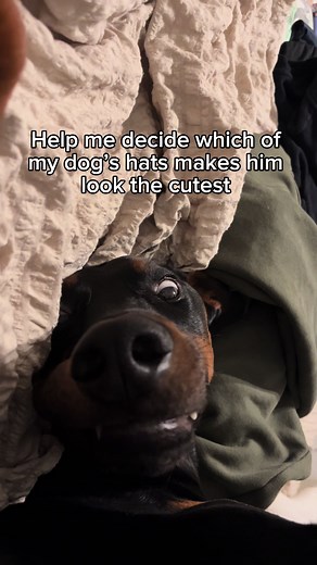 Cute Dogs in Multicolored Propeller Hats on TikTok