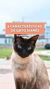 5 CHARACTERISTICS of a SIAMESE Cat 💗