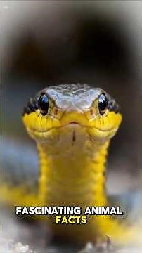Yellow-Bellied Sea Snake: The Ocean’s Most Venomous Drifter 🐍 | Facts, Habitat & Behavior