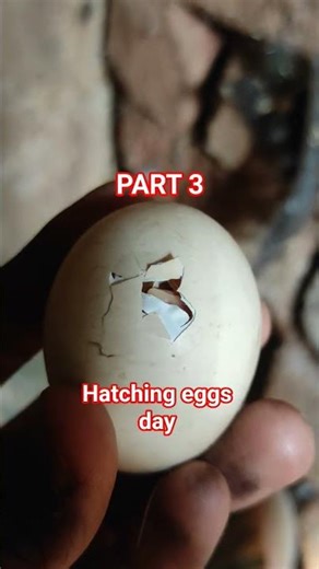 P3 Finally Hatched! 🐣 Baby Chick Coming Out of Egg | Part 3 | Real HenEgg Hatching #shorts#hatchingg