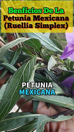 162K views · 2.6K reactions |  Descubre los beneficios de la Petunia Mexicana (Ruellia Simplex) y sus propiedades medicinales. ✨ Esta hermosa flor no solo alegra nuestros jardines, ¡también tiene poderosos efectos positivos en nuestra salud! ✨ #PetuniaMexicana #PropiedadesMedicinales #SaludNatural  | Laujim | Facebook