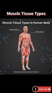 Muscle Tissue Types Explained in 30 Seconds | Skeletal, Smooth & Cardiac | Human Body Facts