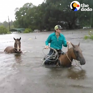 8.3M views · 13K reactions | People are risking their lives to save animals from the floods of Hurricane Harvey  (via Dodo Impact) | The Dodo | Facebook