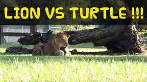 23K views · 1.4K reactions | See what happens when a wayward turtle is discovered by Cameron the Lion. Think you have what it takes to work with lions, tigers and turtles? Check out ZooCollege.com and see. Note that when you hear the ladies laughing, it's because the turtle startled the lion; not because the lion had the turtle. It's kind of hard to tell due to the music being kind of loud at that point. | Big Cat Rescue | Facebook