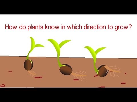 How do plants know in which direction to grow?