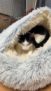 6.7K views · 142 reactions | Jelly Bean is hard at work making some...