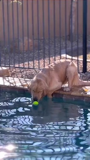 #🐶 #dogsvideo #funny #dogs #fypシ | Amazing Japan