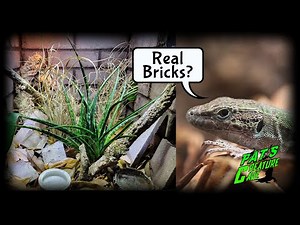 Italian Wall Lizard Bioactive Enclosure build using real bricks