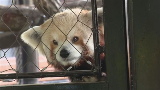 Woodland Park Zoo opens new Forest Trailhead Exhibit