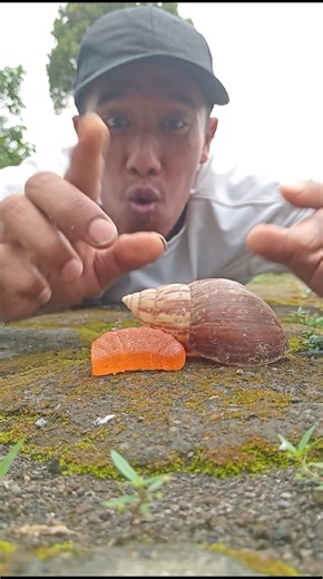 Seeing the action of the millipedes and the little ones hanging is really funny #millipede #snail