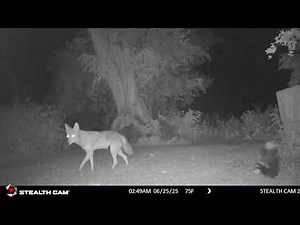 Skunk vs. Coyote in back yard