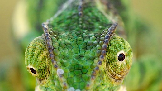 Chameleon