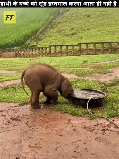 How baby elephent learn to use trunk 🤯