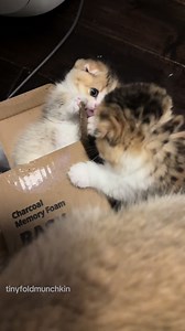 Munchkin Cat Adventures: Playful Kittens at Play