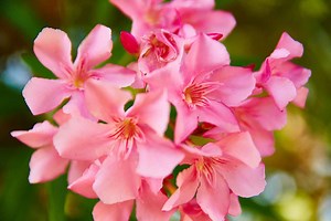 The Australian poisonous plants you need to know