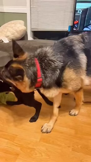 Vicious German Shepherd puppy attack #gsd #germanshepherd #shorts #puppy #reelsvideo #reels #fblifestyle | Zeus