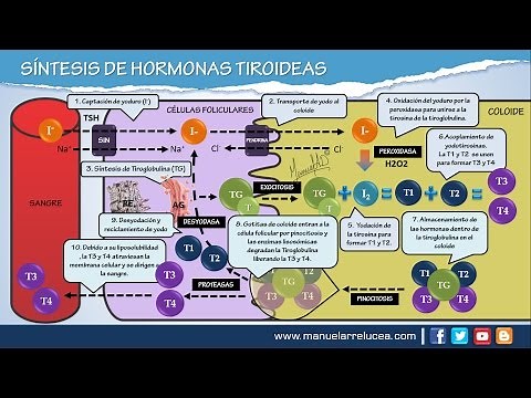 SÍNTESIS DE HORMONAS TIROIDEAS