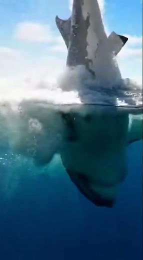 POV: Shark Bursts Straight Out of the Water
