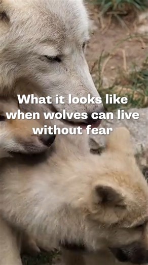 2.8K views · 138 reactions | Our nation’s wild wolves shouldn’t have to live in fear of being shot down, run over, trapped, or snared. It’s time to end cruel, senseless wolf killings. | Environmental Action | Facebook