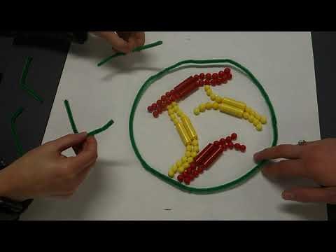 Lab 9 Mitosis - 9.1 Bead demo