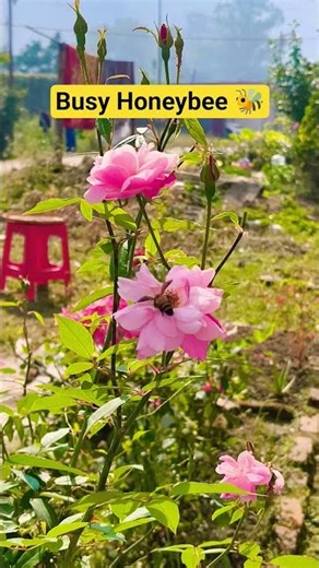 Busy Honeybee 🐝 #shorts #sikkim #hvlog #shortsfeed