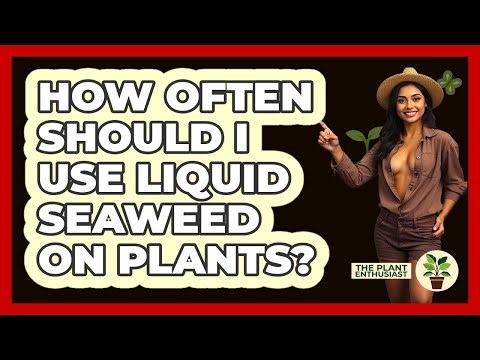 How Often Should I Use Liquid Seaweed On Plants?