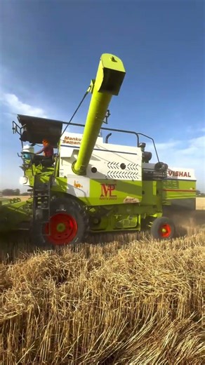 Vishal 435 Brisk Plus in Wheat Field | Vishal 435 Combine Harvester Working Video 2026