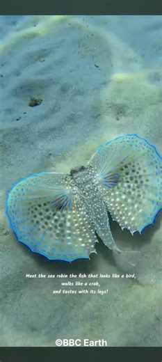 Sea Robin A Fish With Legs That Can Taste!!