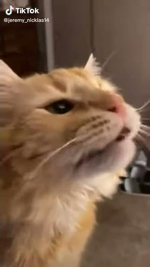 Cat tries to eat ice-cream and then gets brain freeze