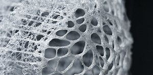 Learning new tricks from sea sponges, nature’s most unlikely civil engineers