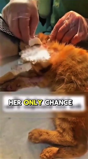 This Women Found a Cat Strangled by a Net… What Happened Next Will Break You #shorts