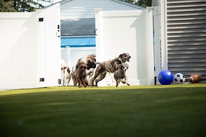 Wiggles Pet Resort Is a Luxury Hudson Valley Getaway...for Dogs