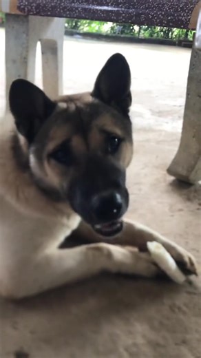 #chó cỏ