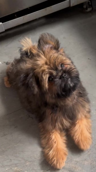 Shih Tzu Pomeranian Mix Puppy: Ryan's Crazy Life