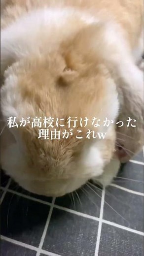 ウサギッチのかまちょがヤバいww