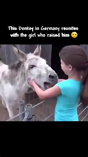 Heartfelt Reunion: Donkey Cries Meeting Girl Who Raised Him