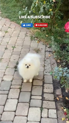 Suara Anjing Kecil Menggonggong yang Lucu dan Menggemaskan