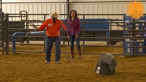 Ahead on #SundayMorning African American cowboys and rodeo riders talk to Michelle Miller about their role in the West after the Civil War. The CBS This Morning Saturday co-host makes an attempt to rope in the story. https://cbsn.ws/2YWdK3p | CBS Sunday Morning