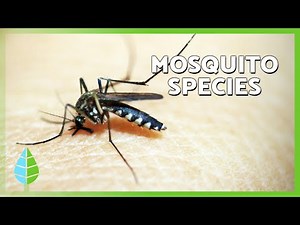 Types of Mosquitoes 🦟 Species That Bite and How to Avoid Mosquito Bites