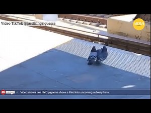 Two NYC pigeons shove a third into oncoming subway train