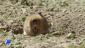 37K views · 1.3K reactions | የሰሜን ፓርክ ተኩላ የአዲስ ሚዲያ ኔትወርክ መረጃዎችን...