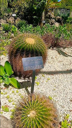 🌵 Golden Barrel Cactus 🌵 Mounts Botanical Garden, Florida, USA 🗽