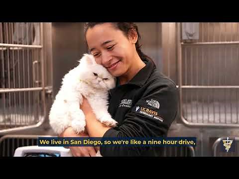 Chouchou the Cat - Cleft Palate Surgery at UC Davis