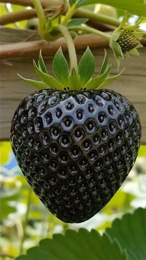 Unbelievable Exotic Fruits Found in Mexico! 😍🌴| Rare Tropical Fruits ASMR