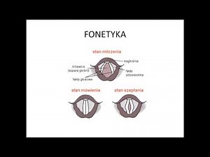 Phonetics part 1 - The structure of speech organs