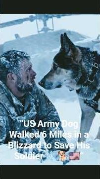 “US Army Dog Walked 6 Miles in a Blizzard to Save His Soldier ❄️🐕🇺🇸”#shorts #shortsfeed #ytshorts