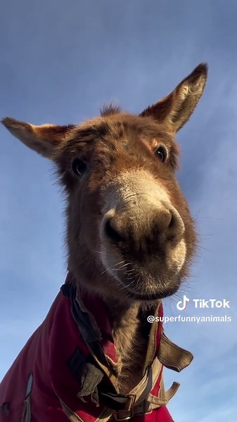 Funny Animals Making Your Morning Bright