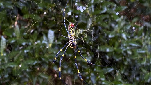 First Joro spiders parachute into Pa. Where were the pests found?